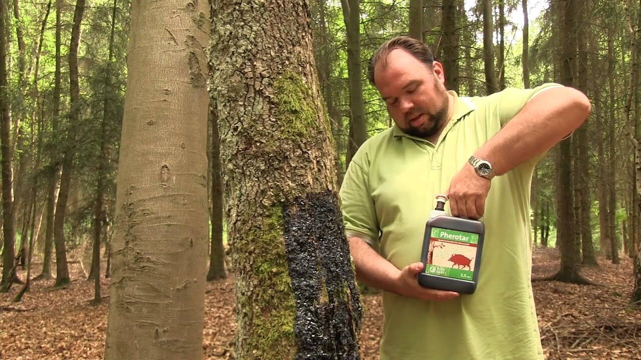 Mann trägt Pherotar Wildschwein-Lockmittel auf Baum im Wald auf